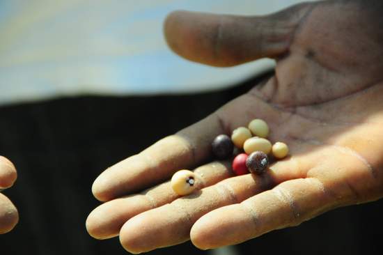 farmer in Ghana holding seeds