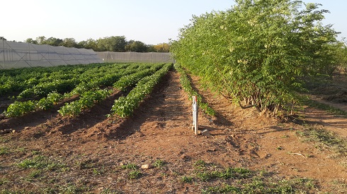 Established moringa and beans system at Eiland in Ba-Baphala Municipality.